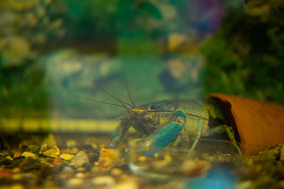 Аквакультура: от нильской тиляпии до африканского сома